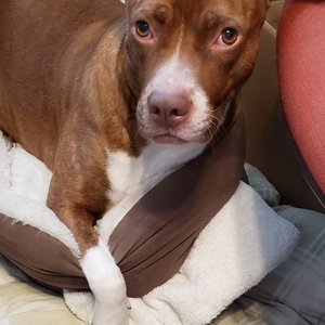 Fundraising Page: Susan Fettes